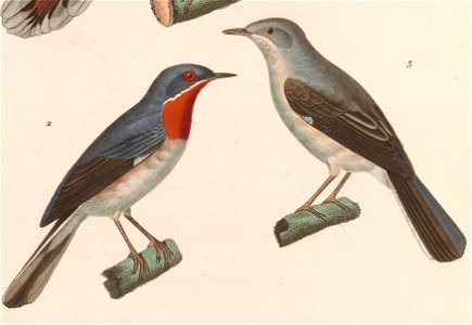 Sylvia subalpina male and female 1838