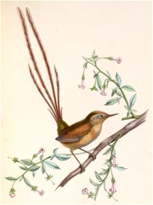 Sylviorthorhynchus desmursii 1849