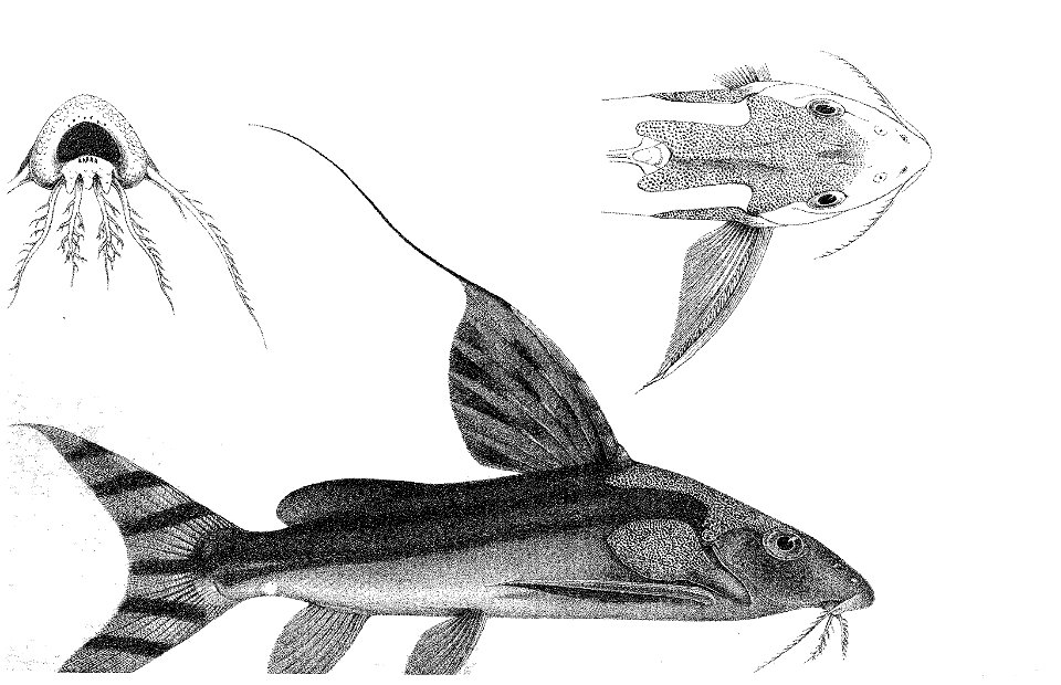 Synodontis decora