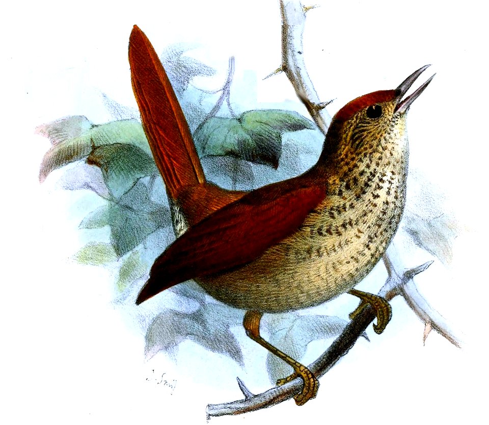 Synallaxis hyposticta