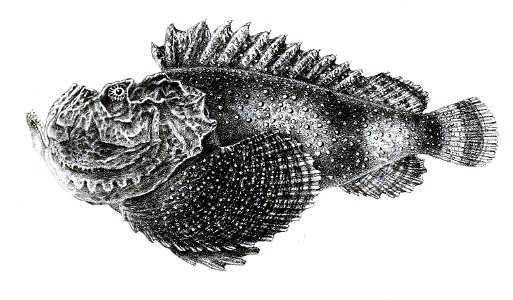 Synanceia verrucosa Ford 39