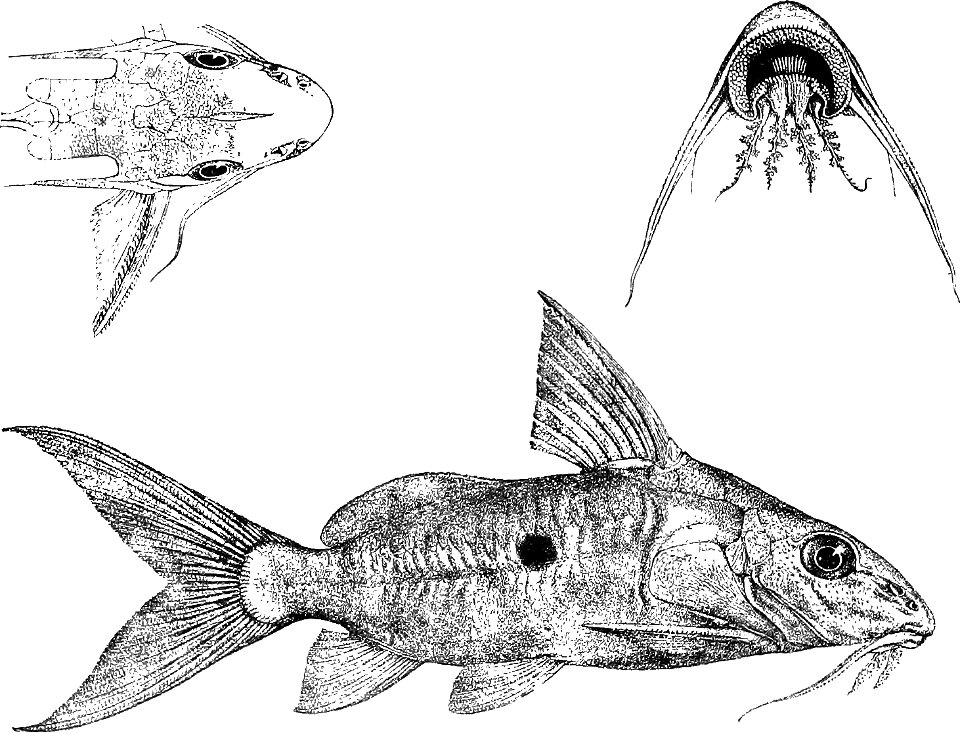 Synodontis nummifer