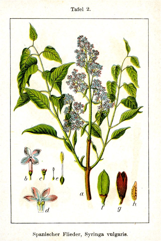 Syringa vulgaris Sturm2