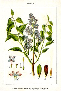 Syringa vulgaris Sturm2