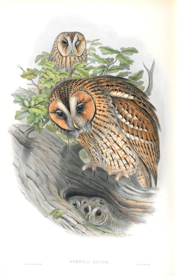 Syrnium Aluco