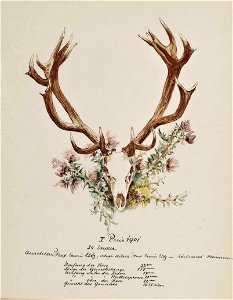 Sándor Szapáry de Szapár Geweih 1901 24-Ender