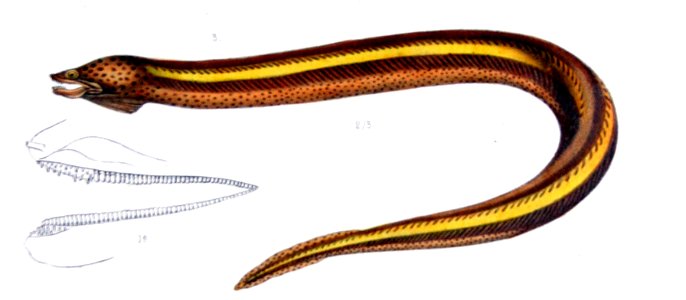 Synbranchus marmoratus