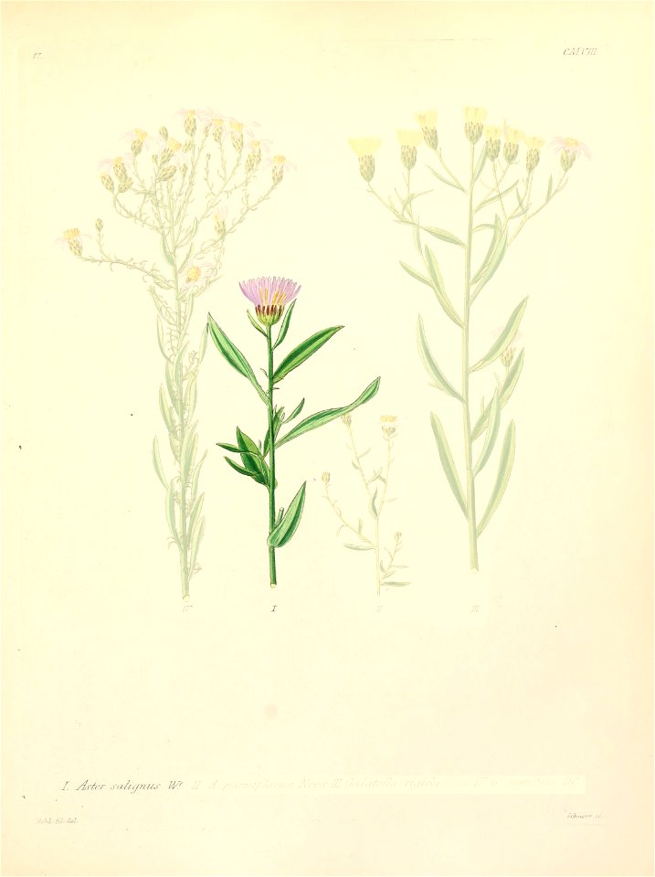 Symphyotrichum x salignum