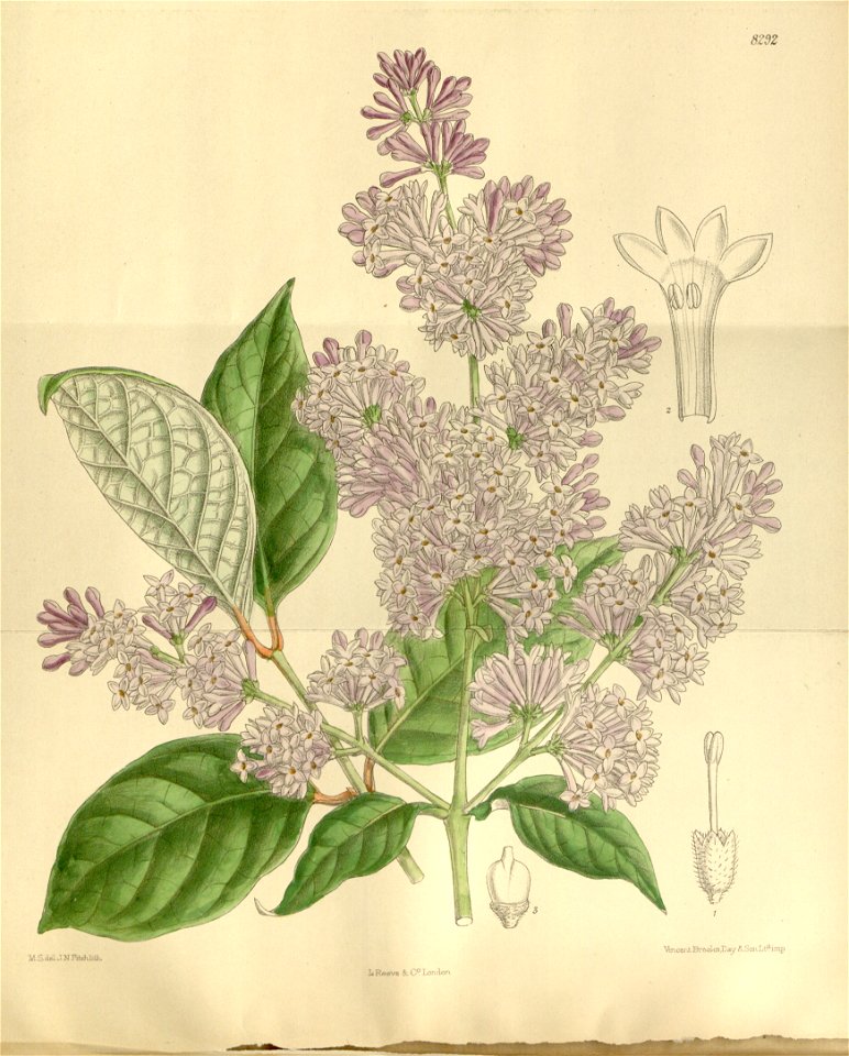 Syringa bretschneideri 136-8292
