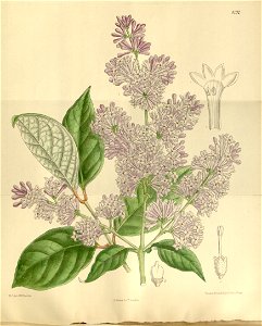 Syringa bretschneideri 136-8292