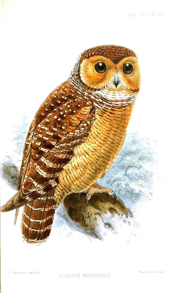 SyrniumWhiteheadiKeulemans