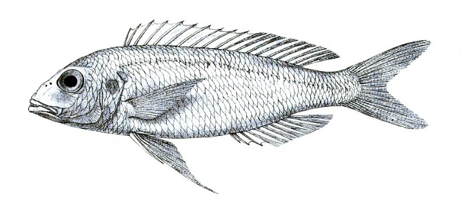 Synagris bleekeri Ford 24