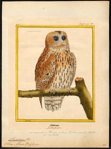 Syrnium aluco - 1700-1880 - Print - Iconographia Zoologica - Special Collections University of Amsterdam - UBA01 IZ18400155