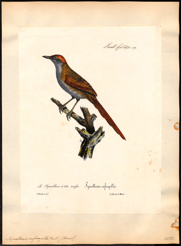 Synallaxis ruficapilla - 1825-1834 - Print - Iconographia Zoologica - Special Collections University of Amsterdam - UBA01 IZ19200135