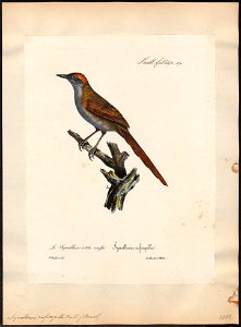 Synallaxis ruficapilla - 1825-1834 - Print - Iconographia Zoologica - Special Collections University of Amsterdam - UBA01 IZ19200135
