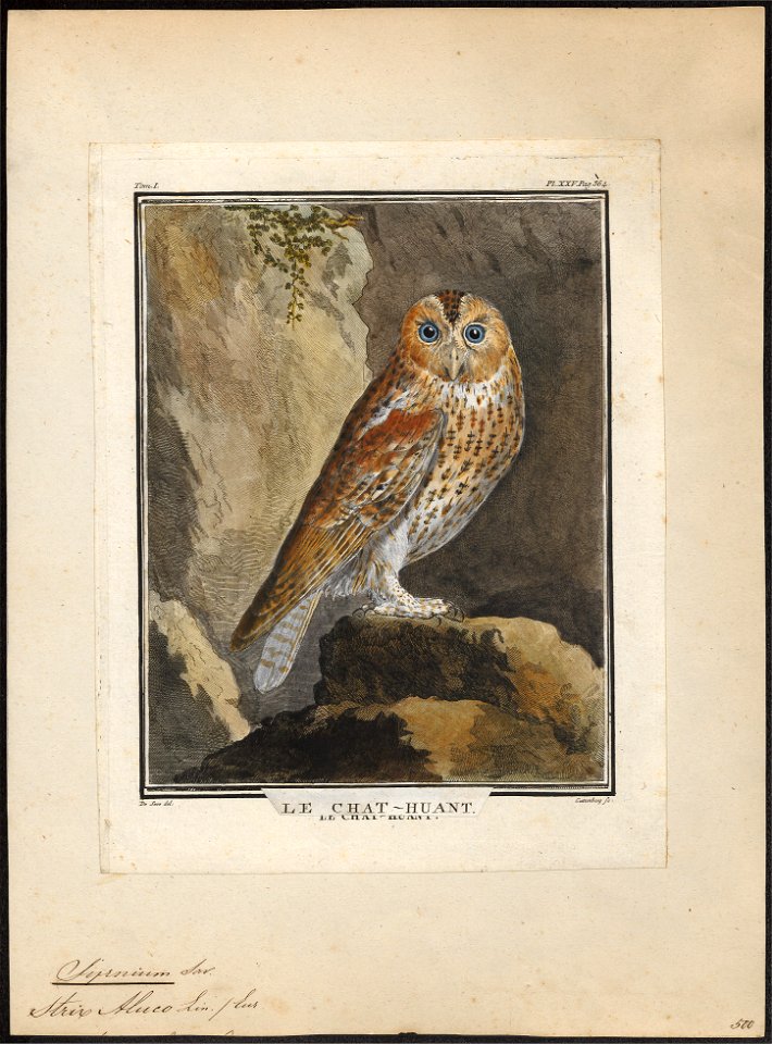 Syrnium aluco - 1700-1880 - Print - Iconographia Zoologica - Special Collections University of Amsterdam - UBA01 IZ18400141