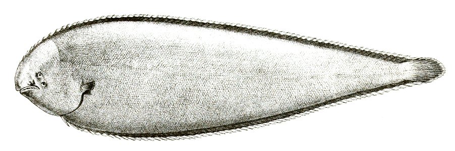 Synaptura commersoniana Mintern 94