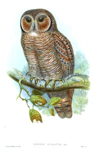 SyrniumOcellatumGould