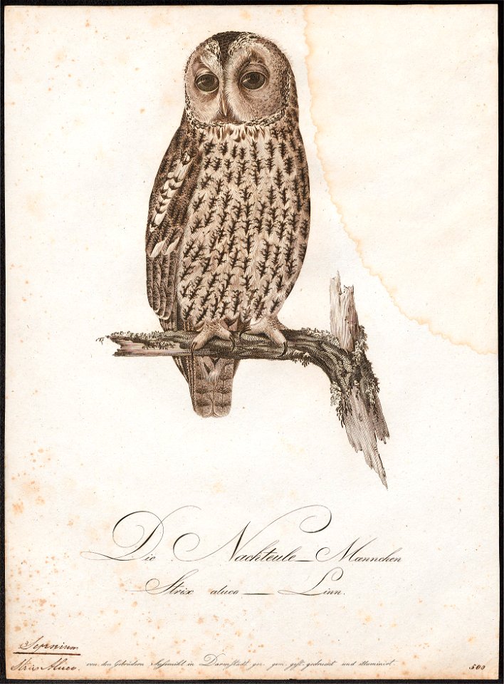Syrnium aluco - 1800-1812 - Print - Iconographia Zoologica - Special Collections University of Amsterdam - UBA01 IZ18400151