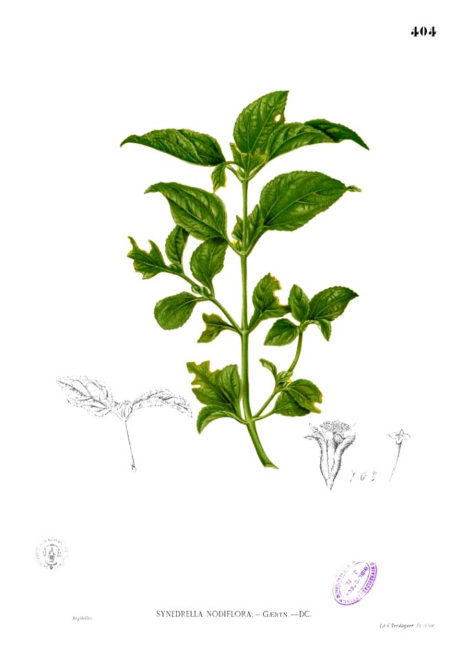 Synedrella nodiflora Blanco2.404