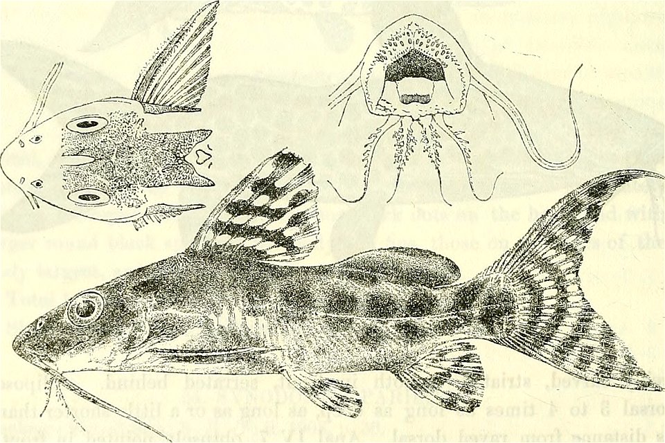 Synodontis ornatipinnis