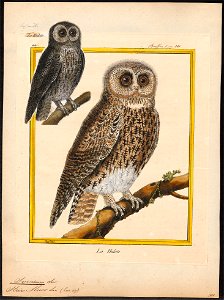 Syrnium aluco - 1700-1880 - Print - Iconographia Zoologica - Special Collections University of Amsterdam - UBA01 IZ18400149