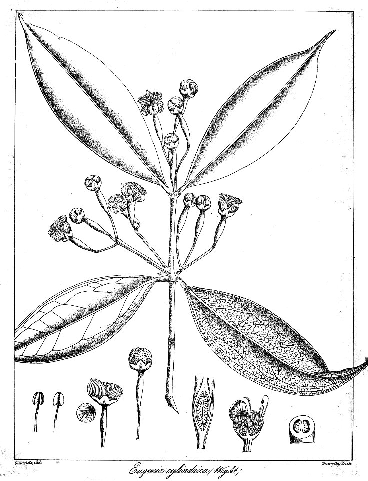 Syzygium cylindricum Govindoo