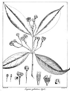 Syzygium cylindricum Govindoo