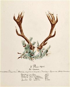 Sándor Szapáry de Szapár Geweih 1901 20-Ender