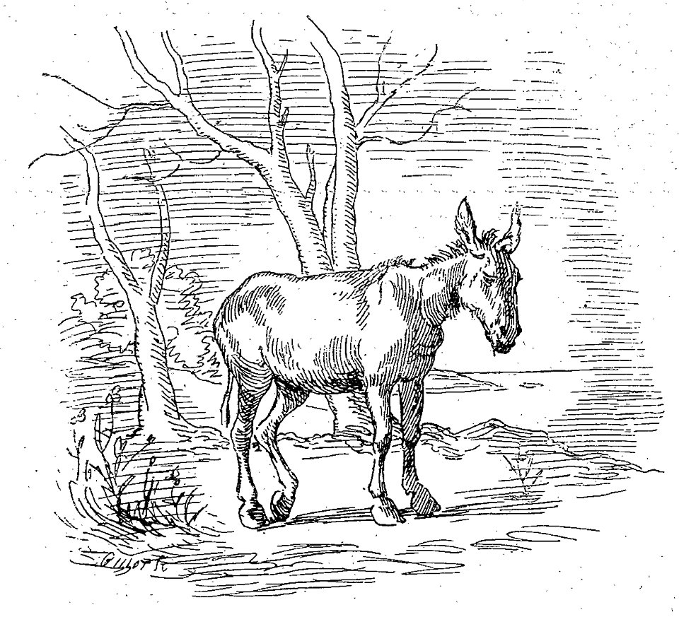 Sébillot - Contes de terre et de mer (page 18 crop)-2
