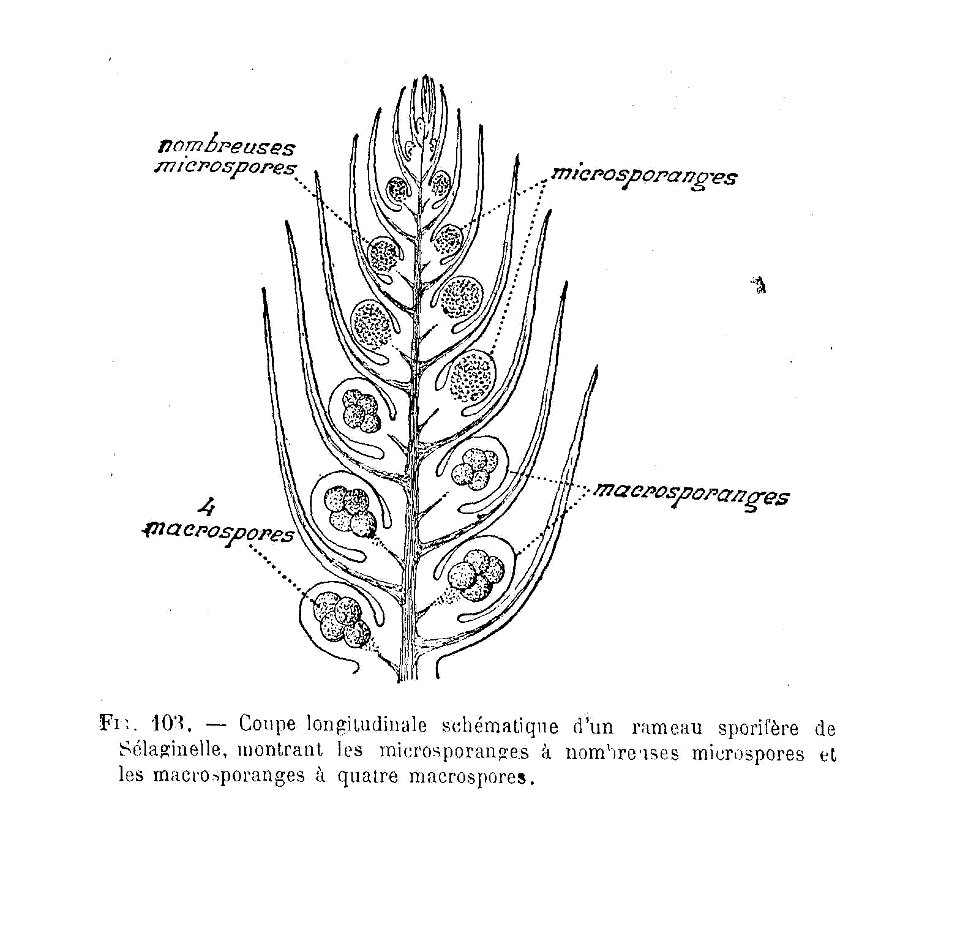 Sélaginelle - coupe en long de rameau sporifère