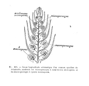 Sélaginelle - coupe en long de rameau sporifère