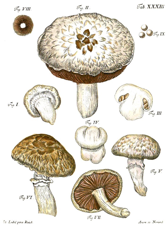 Tab33-Agaricus campestris L. Free illustration for personal and commercial use.