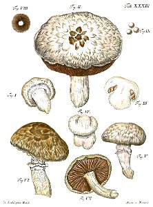 Tab33-Agaricus campestris L