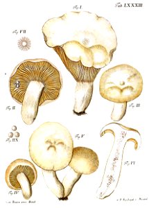 Tab83-Agaricus amarus Schaeff. Free illustration for personal and commercial use.