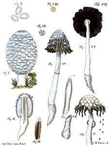 Tab7-Agaricus ovatus Schaeff. Free illustration for personal and commercial use.