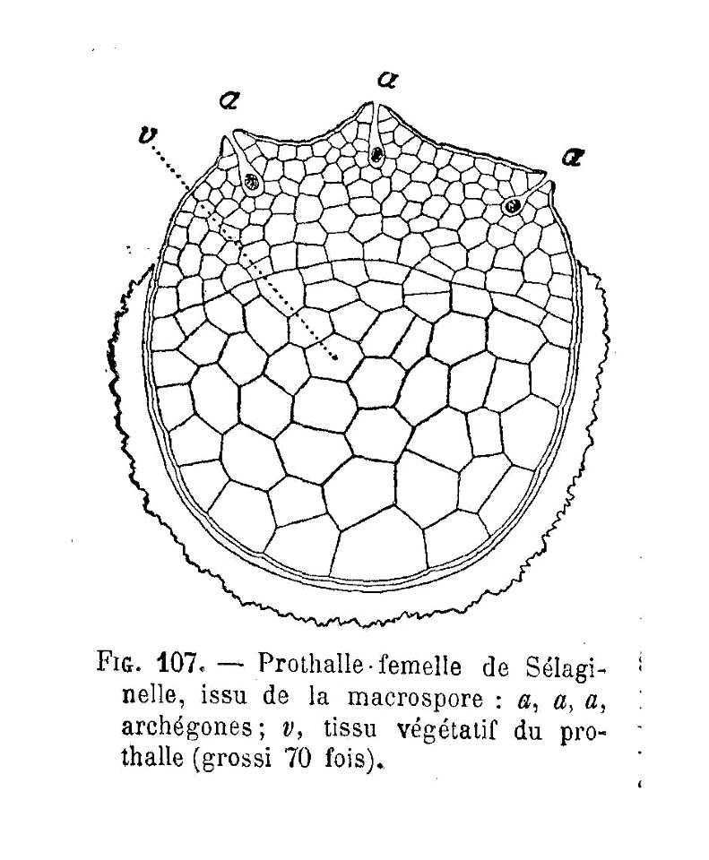 Sélaginelle - prothalle femelle