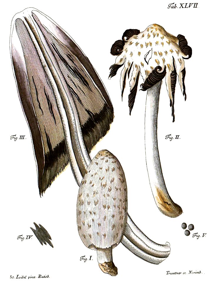 Tab47-Agaricus porcellanus Schaeff