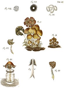 Tab6-Agaricus truncorum Schaeff