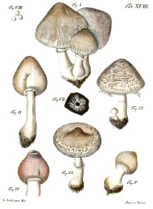 Tab18-Agaricus excoriatus Schaeff. Free illustration for personal and commercial use.
