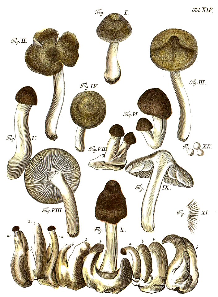 Tab14-Agaricus multiformis Schaeff