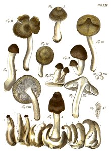 Tab14-Agaricus multiformis Schaeff