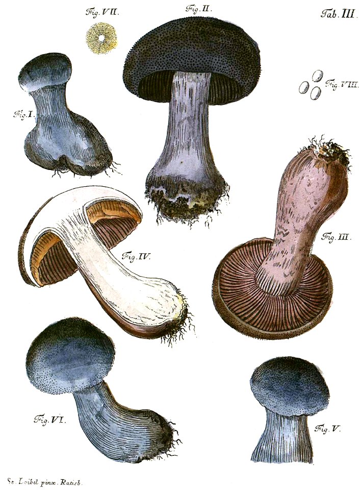 Tab3-Cortinarius cinereus