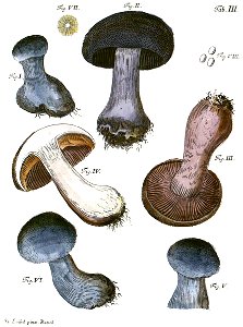 Tab3-Cortinarius cinereus