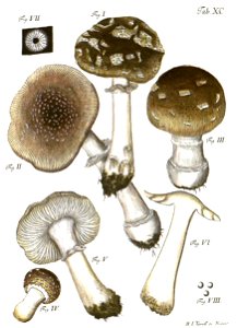Tab90-Agaricus maculatus Schaeff. Free illustration for personal and commercial use.