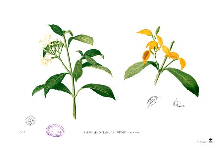 Tabernaemontana pandacaqui Blanco1.41