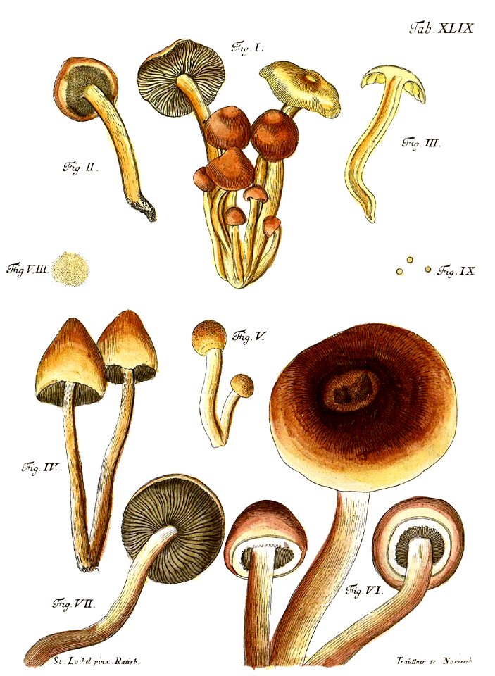 Tab49-Agaricus lateritius Schaeff