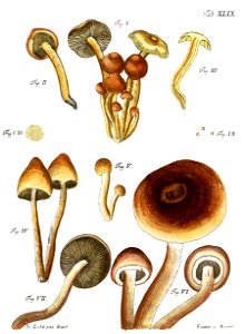 Tab49-Agaricus lateritius Schaeff. Free illustration for personal and commercial use.