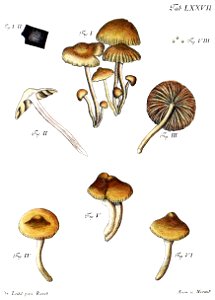 Tab77-Agaricus caryophyllaeus Schaeff. Free illustration for personal and commercial use.