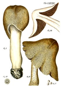Tab84-Agaricus giganteus Schaeff